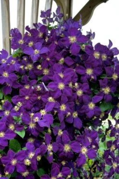 Jakmanii Purple Clematis - 1 Gallon Pot -Stylish Garden Plant Store clematis jackmanii 5