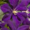 Jakmanii Purple Clematis - 1 Gallon Pot -Stylish Garden Plant Store clematis jackmanii 7