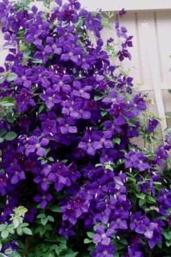 Jakmanii Purple Clematis - 1 Gallon Pot -Stylish Garden Plant Store clematis jackmanii 9