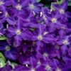 Jackmanii Superba Clematis - 1 Gallon Pot -Stylish Garden Plant Store clematis jackmanii superba 1