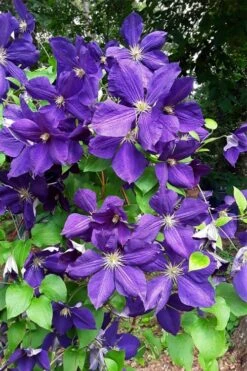 Jackmanii Superba Clematis - 1 Gallon Pot -Stylish Garden Plant Store clematis jackmanii superba 3