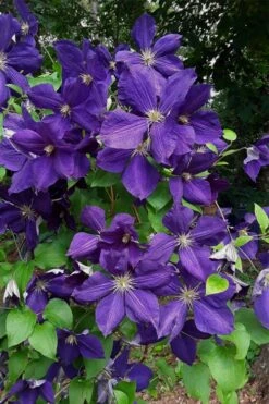 Jackmanii Superba Clematis - 1 Gallon Pot -Stylish Garden Plant Store clematis jackmanii superba 4