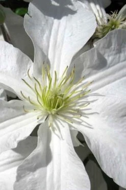 John Huxtable Clematis - 1 Gallon Pot -Stylish Garden Plant Store clematis john huxtable 1