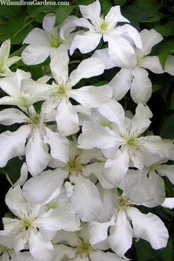 John Huxtable Clematis - 1 Gallon Pot -Stylish Garden Plant Store clematis john huxtable 3