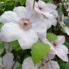 John Paul II Clematis - 1 Gallon Pot -Stylish Garden Plant Store clematis john paul II 8
