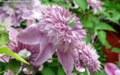 Josephine Clematis - 1 Gallon Pot 11 Josephine Clematis - 1 Gallon Pot -Stylish Garden Plant Store clematis josephine 15