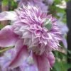 Josephine Clematis - 1 Gallon Pot -Stylish Garden Plant Store clematis josephine 16