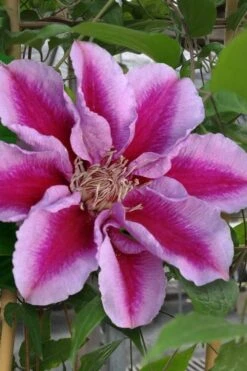 Killian Donahue Clematis - 1 Gallon Pot -Stylish Garden Plant Store clematis killian donahue 1