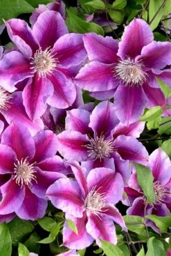 Killian Donahue Clematis - 1 Gallon Pot -Stylish Garden Plant Store clematis killian donahue 2
