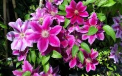 Killian Donahue Clematis - 1 Gallon Pot -Stylish Garden Plant Store clematis killian donahue 3