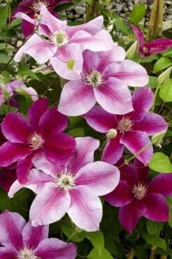 Killian Donahue Clematis - 1 Gallon Pot -Stylish Garden Plant Store clematis killian donahue 4