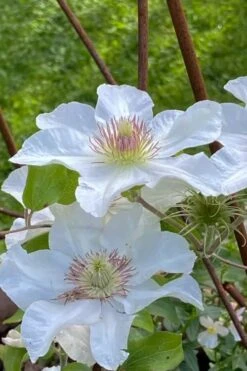 Kitty Clematis - 1 Gallon Pot -Stylish Garden Plant Store clematis kitty 1