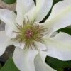 Kitty Clematis - 1 Gallon Pot -Stylish Garden Plant Store clematis kitty 14