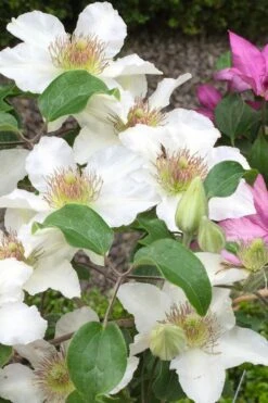 Kitty Clematis - 1 Gallon Pot -Stylish Garden Plant Store clematis kitty 3