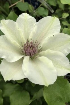 Kitty Clematis - 1 Gallon Pot -Stylish Garden Plant Store clematis kitty 4