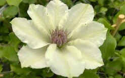 Kitty Clematis - 1 Gallon Pot -Stylish Garden Plant Store clematis kitty 8