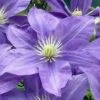 Lady Northcliffe Clematis - 1 Gallon Pot -Stylish Garden Plant Store clematis lady northcliffe 1