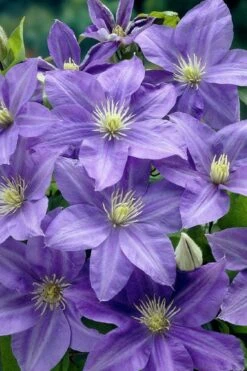 Lady Northcliffe Clematis - 1 Gallon Pot -Stylish Garden Plant Store clematis lady northcliffe 2