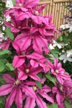 Liberation Clematis - 1 Gallon Pot -Stylish Garden Plant Store clematis liberation 4
