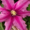 Liberation Clematis - 1 Gallon Pot -Stylish Garden Plant Store clematis liberation 5