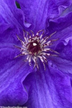 Lindsay Clematis - 1 Gallon Pot -Stylish Garden Plant Store clematis lindsay 5