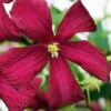 Madame Julia Correvon Clematis - 1 Gallon Pot -Stylish Garden Plant Store clematis madame julia correvon 14