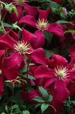 Madame Julia Correvon Clematis - 1 Gallon Pot 15 Madame Julia Correvon Clematis - 1 Gallon Pot -Stylish Garden Plant Store clematis madame julia correvon 7