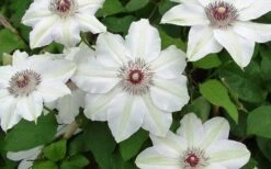 Miss Bateman Clematis - 1 Gallon Pot -Stylish Garden Plant Store clematis miss bateman 2 800x500 1