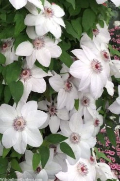 Miss Bateman Clematis - 1 Gallon Pot -Stylish Garden Plant Store clematis miss bateman 20