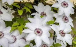 Miss Bateman Clematis - 1 Gallon Pot -Stylish Garden Plant Store clematis miss bateman 800x500 1
