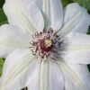 Miss Bateman Clematis - 1 Gallon Pot -Stylish Garden Plant Store clematis miss20bateman 2 500x750 1