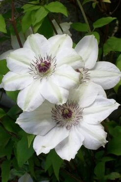 Miss Bateman Clematis - 1 Gallon Pot -Stylish Garden Plant Store clematis miss20bateman 3 500x750 1