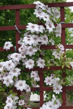Miss Bateman Clematis - 1 Gallon Pot -Stylish Garden Plant Store clematis miss20bateman 4 500x750 1