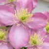Montana Elizabeth Clematis - 1 Gallon Pot 1 Montana Elizabeth Clematis - 1 Gallon Pot -Stylish Garden Plant Store clematis montana elizabeth 10