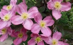 Montana Elizabeth Clematis - 1 Gallon Pot -Stylish Garden Plant Store clematis montana elizabeth 2