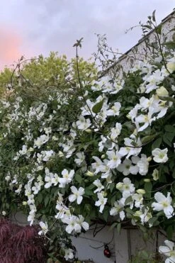 Grandiflora Montana Clematis - 1 Gallon Pot -Stylish Garden Plant Store clematis montana grandiflora 1