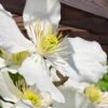 Grandiflora Montana Clematis - 1 Gallon Pot -Stylish Garden Plant Store clematis montana grandiflora 13