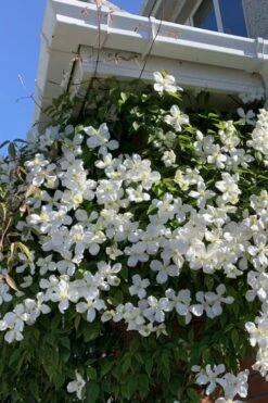 Grandiflora Montana Clematis - 1 Gallon Pot -Stylish Garden Plant Store clematis montana grandiflora 2