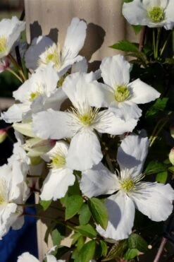Grandiflora Montana Clematis - 1 Gallon Pot -Stylish Garden Plant Store clematis montana grandiflora 9