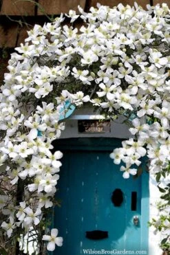 Grandiflora Montana Clematis - 1 Gallon Pot -Stylish Garden Plant Store clematis montana grandiflora20copy