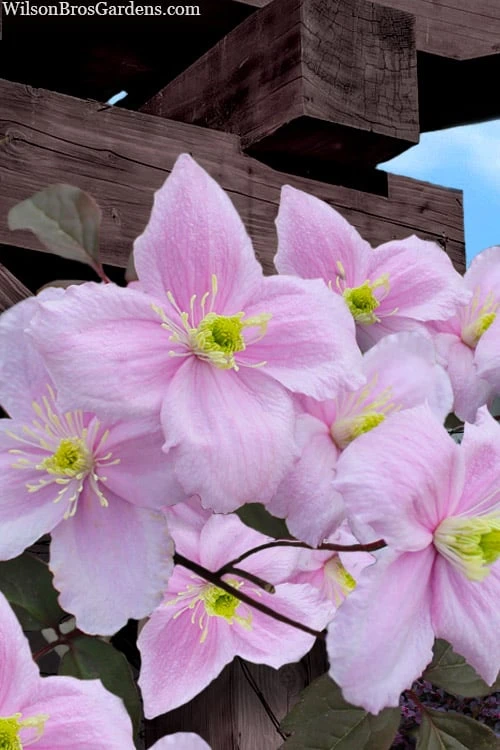 Mayleen Montana Clematis - 1 Gallon Pot 3 Mayleen Montana Clematis - 1 Gallon Pot