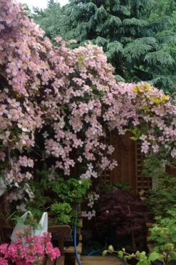 Mayleen Montana Clematis - 1 Gallon Pot 14 Mayleen Montana Clematis - 1 Gallon Pot -Stylish Garden Plant Store clematis montana mayleen 12
