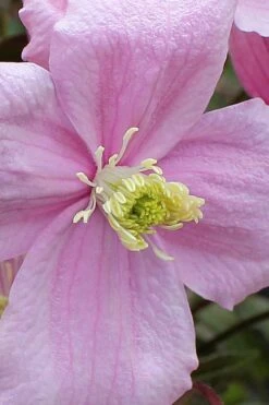 Mayleen Montana Clematis - 1 Gallon Pot 19 Mayleen Montana Clematis - 1 Gallon Pot -Stylish Garden Plant Store clematis montana mayleen 4