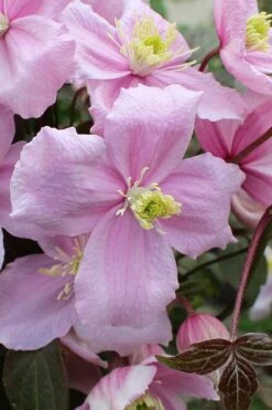 Mayleen Montana Clematis - 1 Gallon Pot 18 Mayleen Montana Clematis - 1 Gallon Pot -Stylish Garden Plant Store clematis montana mayleen 5