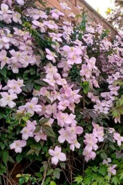 Mayleen Montana Clematis - 1 Gallon Pot 17 Mayleen Montana Clematis - 1 Gallon Pot -Stylish Garden Plant Store clematis montana mayleen 6