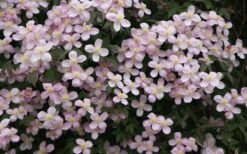 Montana Rubens Clematis - 1 Gallon Pot -Stylish Garden Plant Store clematis montana rubens 12