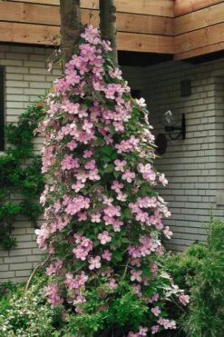 Montana Rubens Clematis - 1 Gallon Pot -Stylish Garden Plant Store clematis montana rubens 2