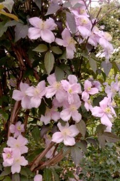 Montana Rubens Clematis - 1 Gallon Pot -Stylish Garden Plant Store clematis montana rubens 6