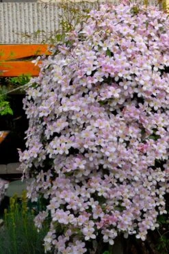 Montana Rubens Clematis - 1 Gallon Pot -Stylish Garden Plant Store clematis montana rubens 8