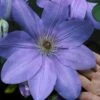 Mrs. Cholmondeley Clematis - 1 Gallon Pot -Stylish Garden Plant Store clematis mrs cholmondeley 11